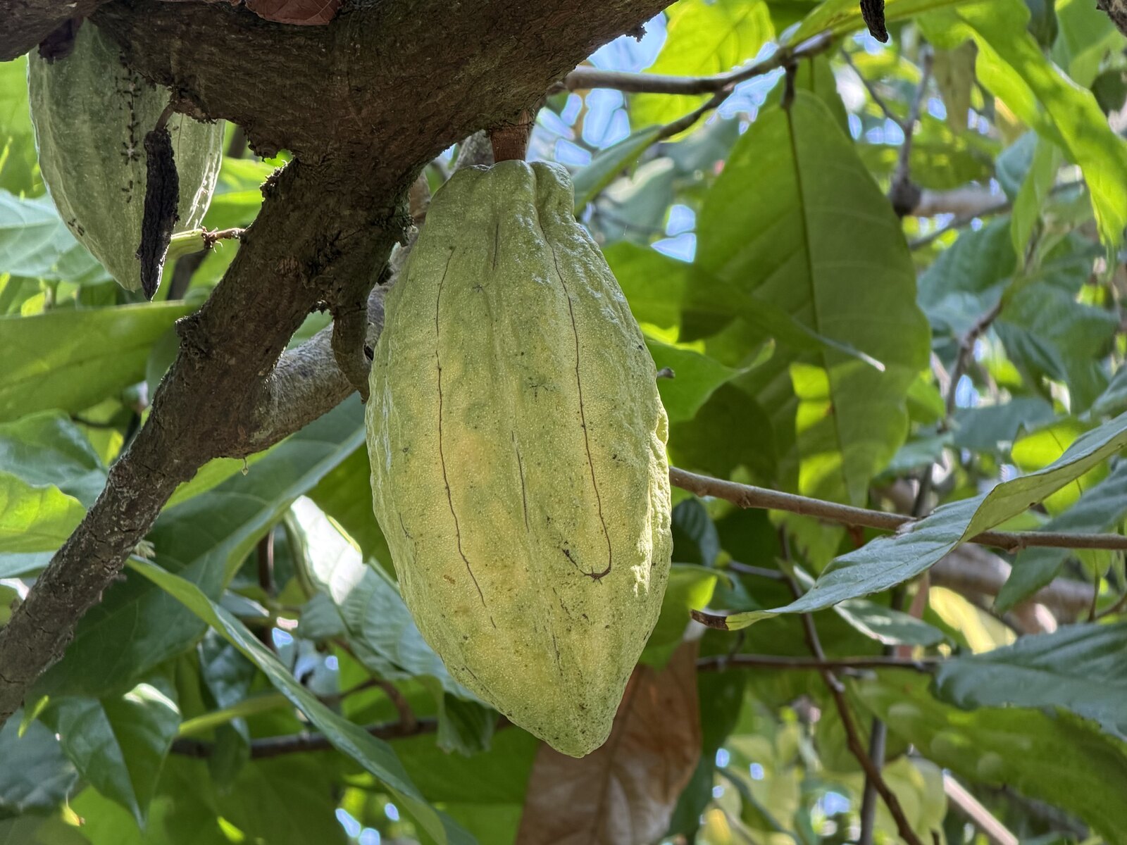 Lees cocoa farm 可可树果实