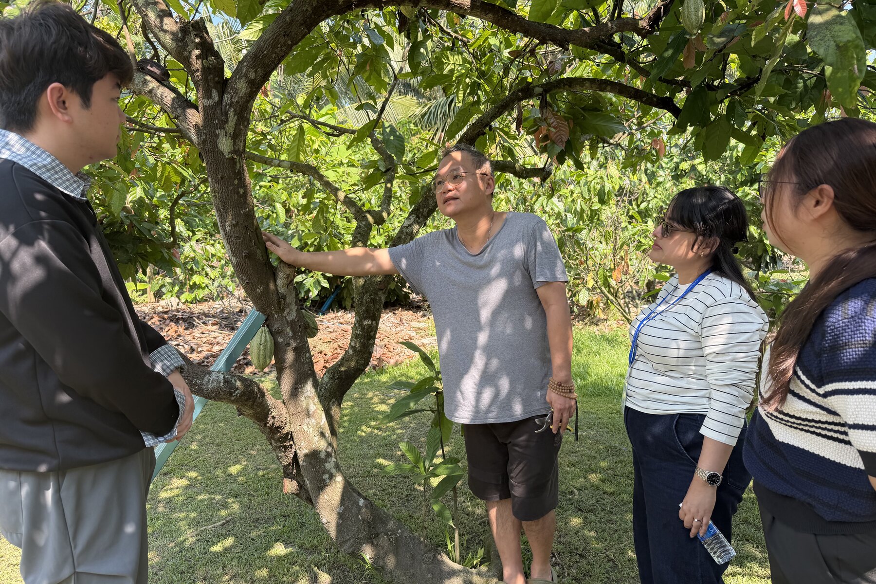 Lees cocoa farm 可可园实景